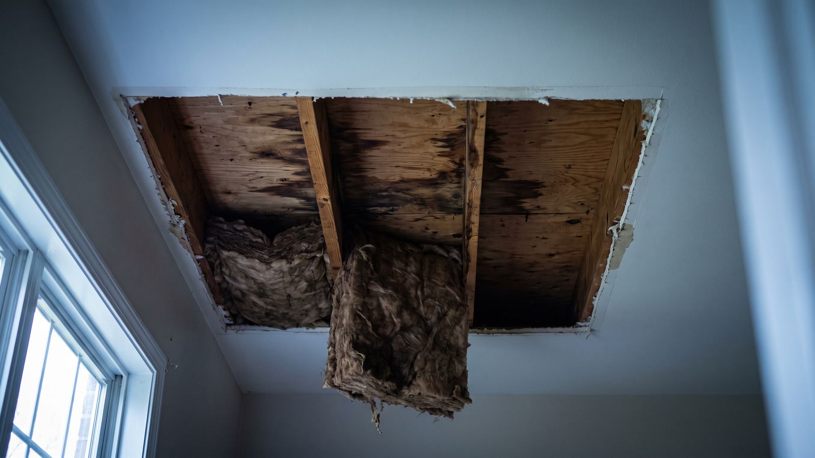 Opened Ceiling Cavity With Stained Joists and Insulation Ceiling drywall cut away to expose water-stained joists and sodden insulation: bathtub overflow downstairs ceiling damage
