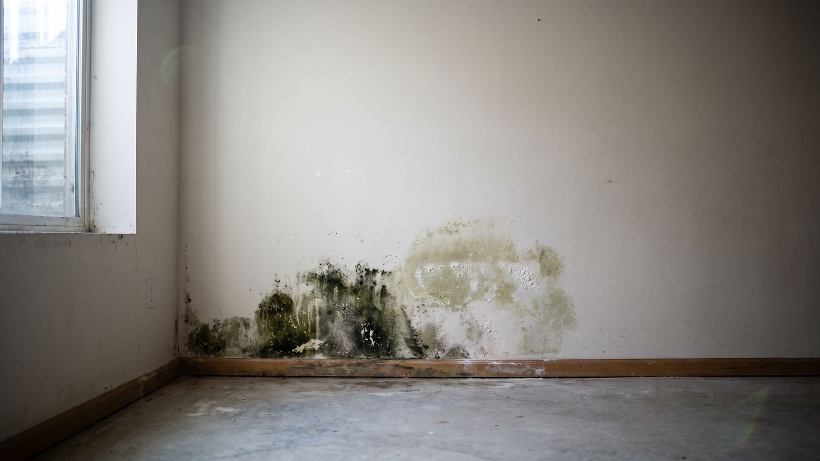 Dark and pale mold colonies on one basement wall Two mold colonies on one basement wall, one dark greenish-black and one chalky olive: black mold vs regular mold together