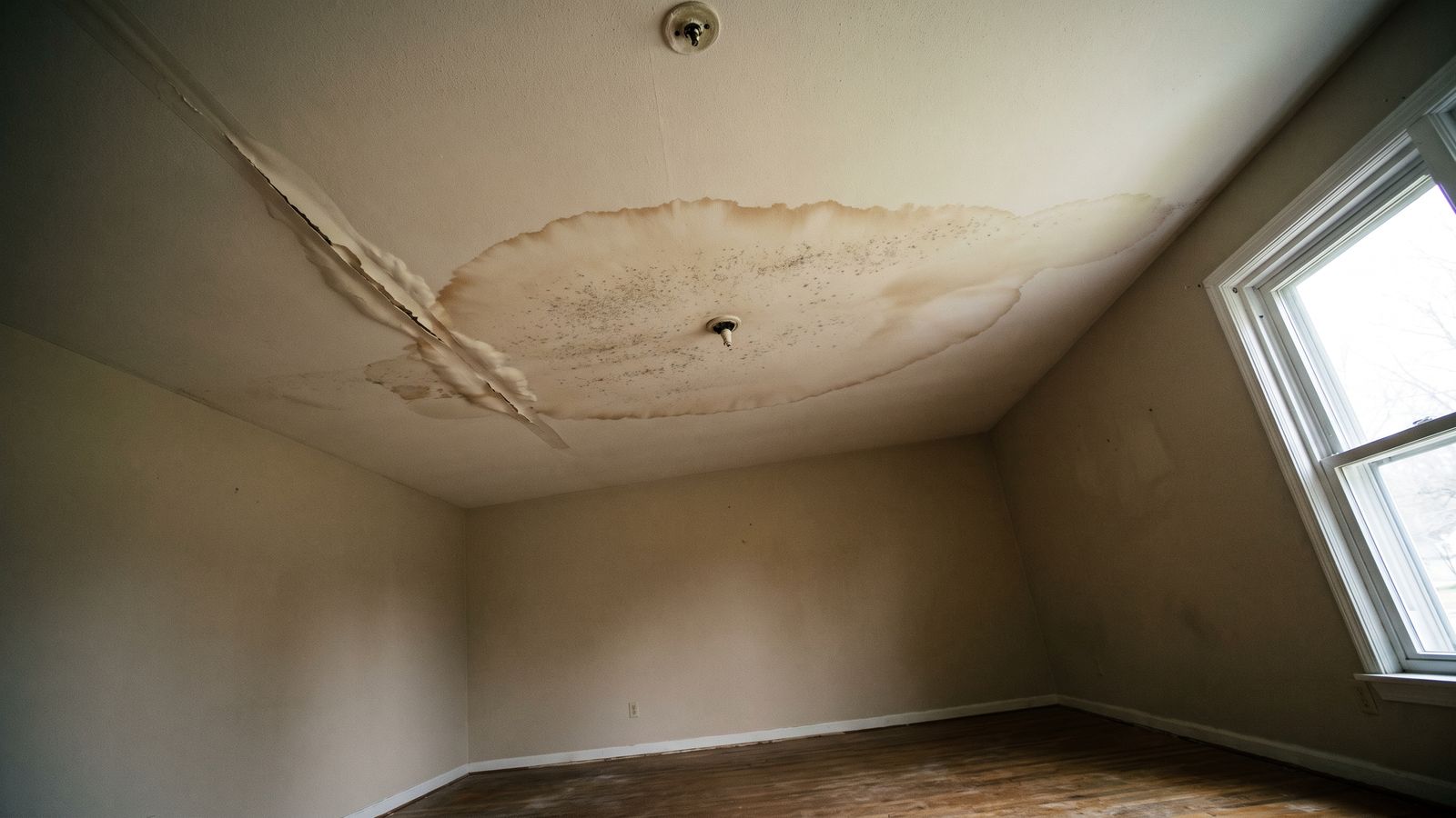 Ceiling tide ring with mold speckling Brown tide ring and dark speckling on a living room ceiling, the early signs of mold after water damage