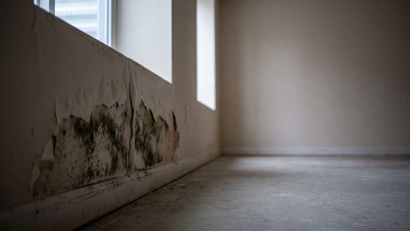 Black mold spreading beneath blistered paint along the bottom of a painted wall above a bare concrete floor