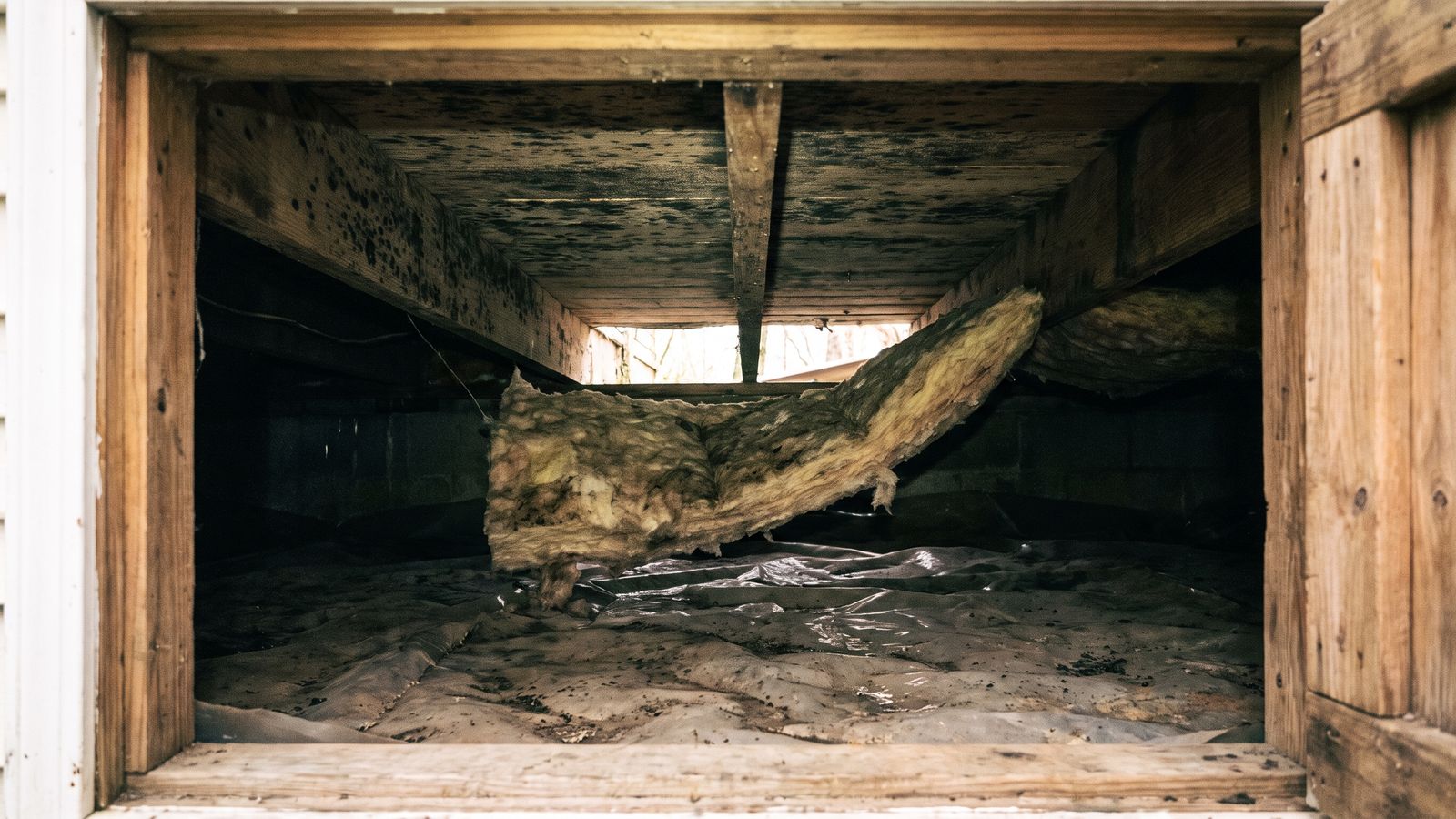 Mold speckling on crawl space joists and subfloor Dark mold speckling across crawl space joists and subfloor, the hidden growth mold testing is meant to find.