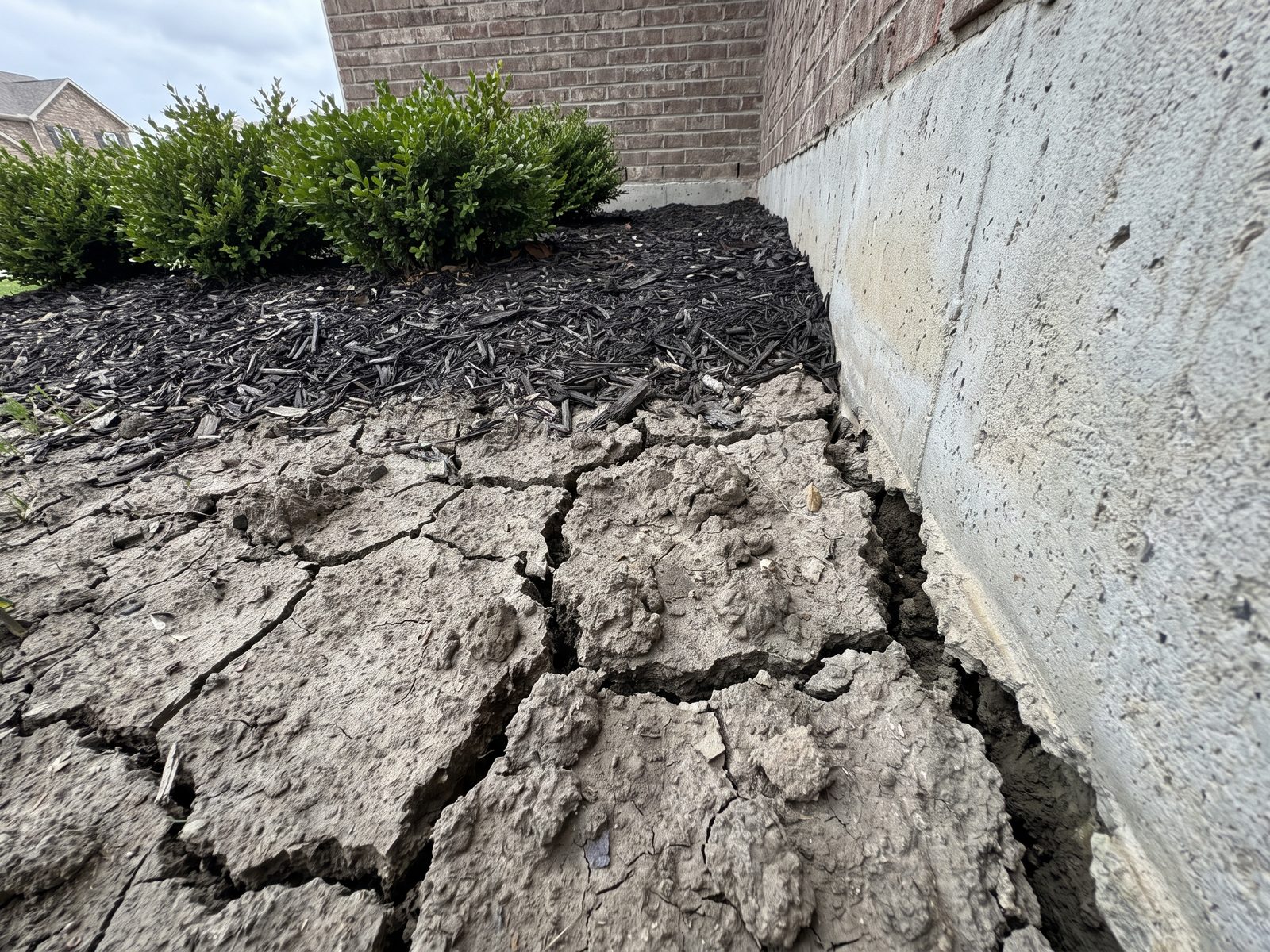 Cracked clay soil shrunken away from a poured concrete foundation wall in dry weather beside a mulch bed.