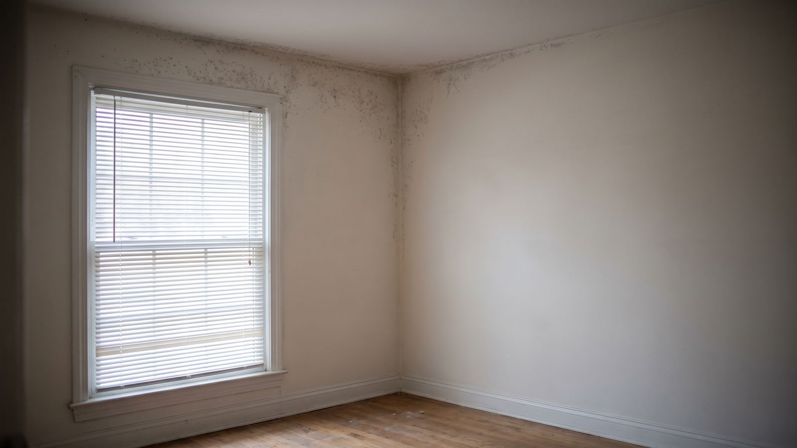 Fine mold spotting along the ceiling line of a closed, empty room, the setting for mold testing by air sample