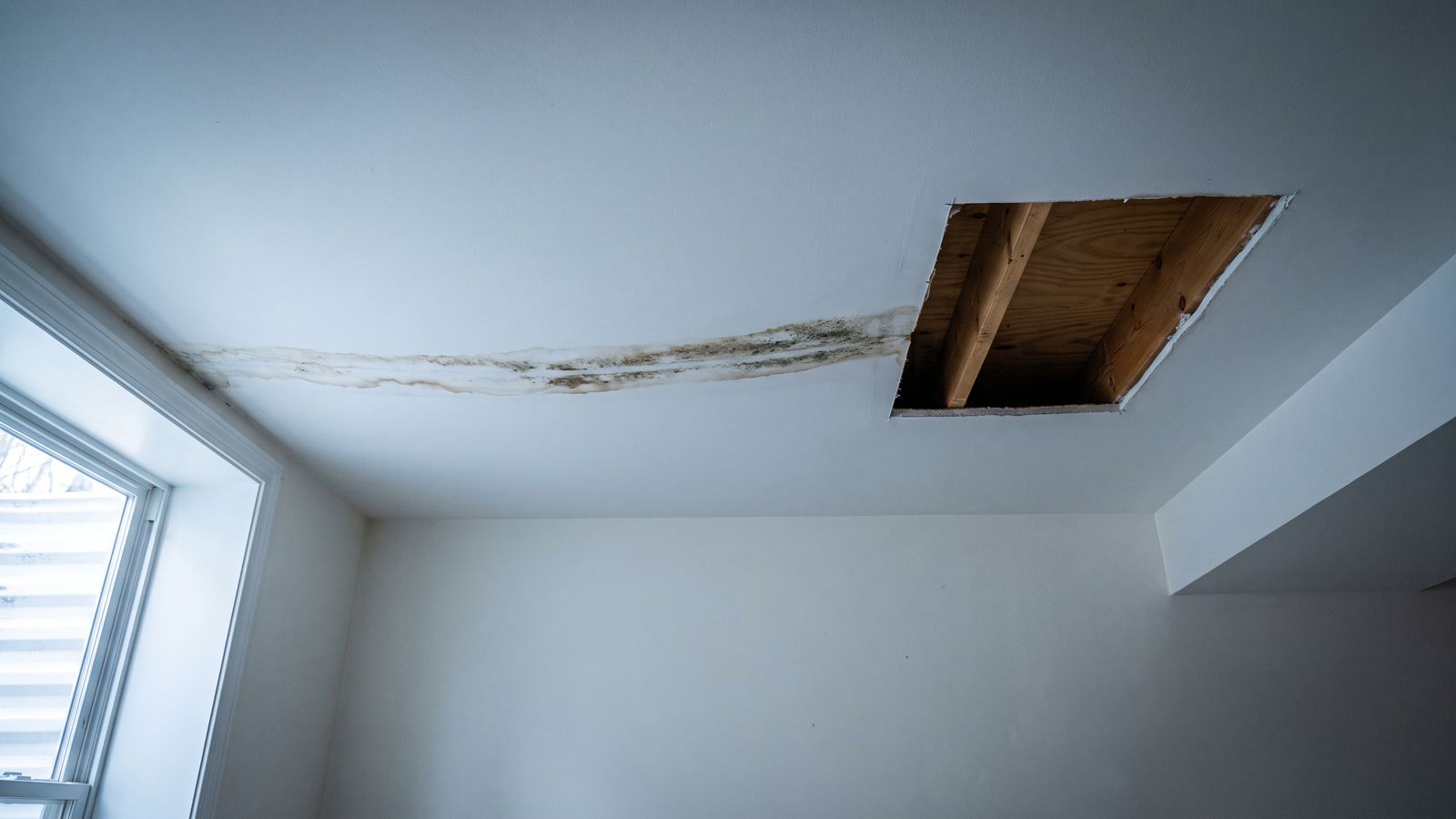 Mold-stained basement ceiling with a section cut out Mold-stained basement ceiling drywall with one section cut away to bare joists, showing mold remediation vs removal