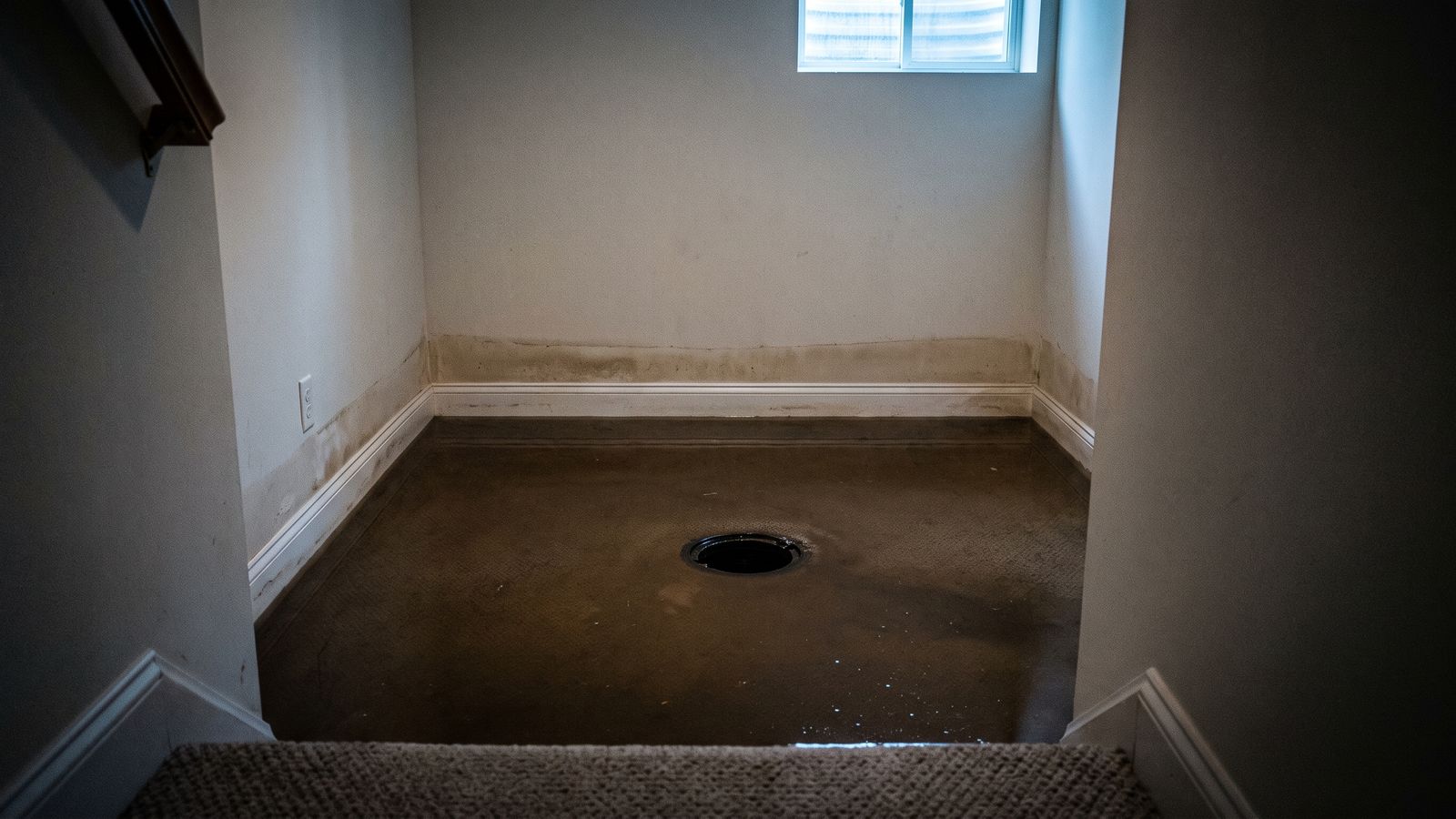 Standing water on a flooded basement carpet Dark standing water across a finished basement carpet before sewage backup cleanup, tide line up the drywall