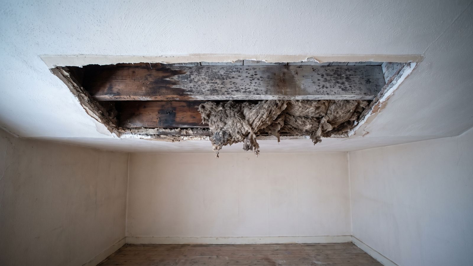 Mold speckled joist above an opened ceiling Mold speckled joist and soaked insulation exposed where a ceiling was opened after a water damaged ceiling collapse