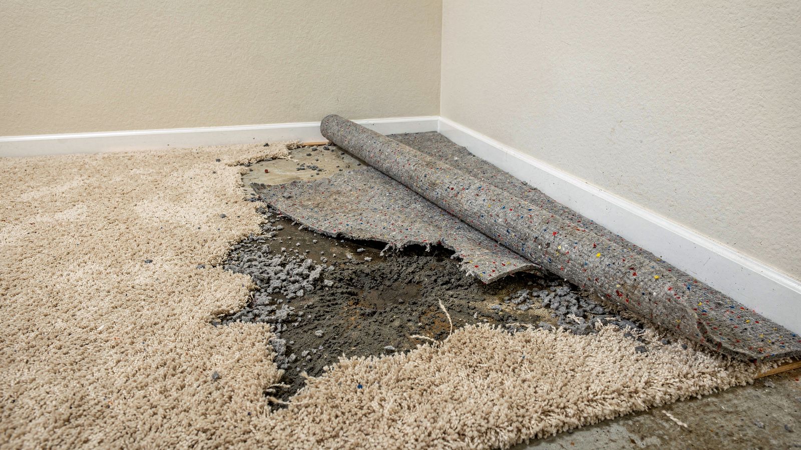 Gray rebond carpet pad rolled back off the tack strip onto a damp concrete slab - wet carpet pad replacement