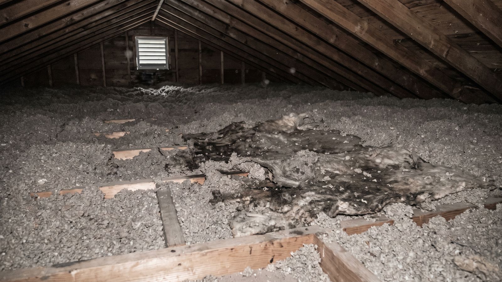 Blown-in attic cellulose collapsed and matted in a dark patch where water tracked through the wet insulation