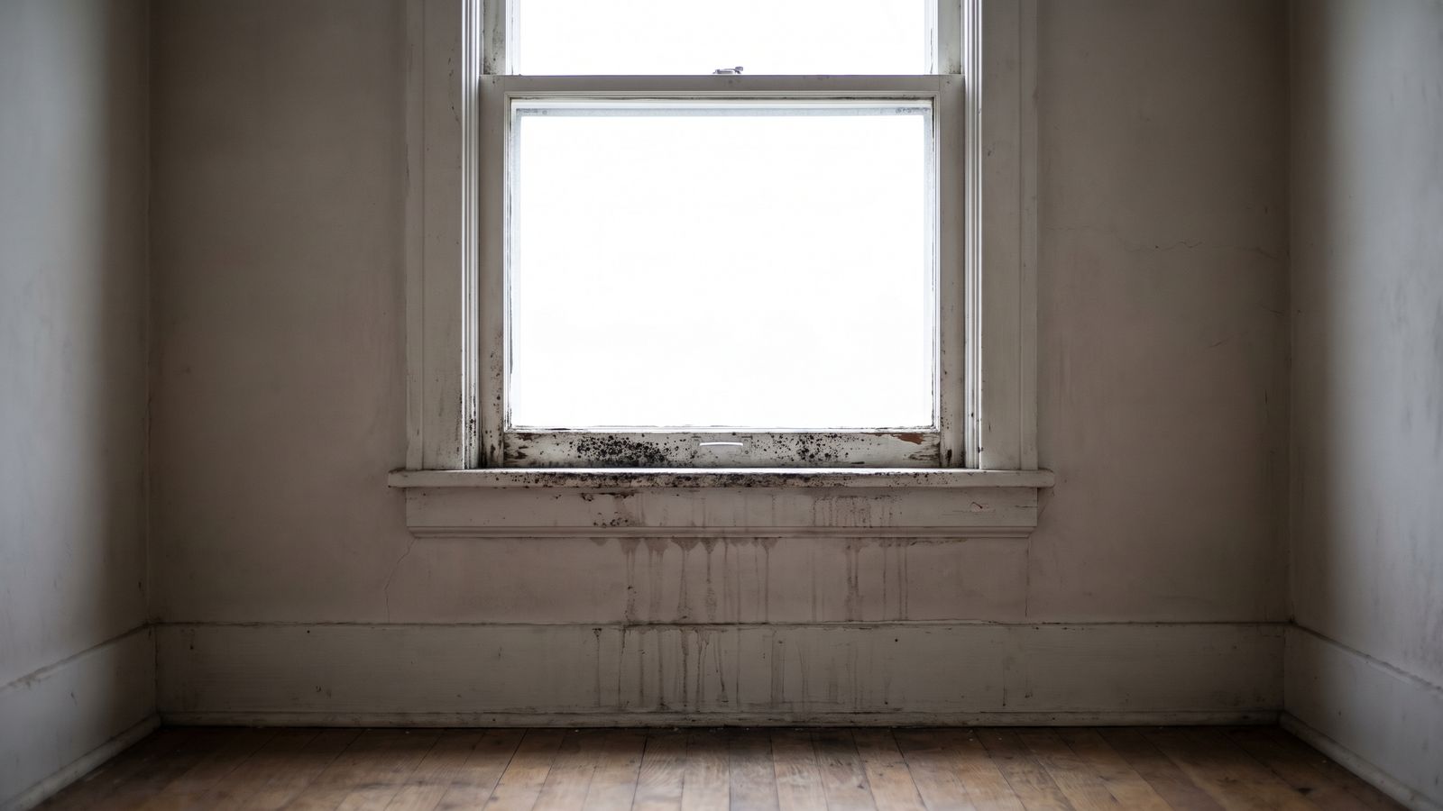 Black mildew on a window sill and lower sash, the small contained patch behind when to call a mold professional.