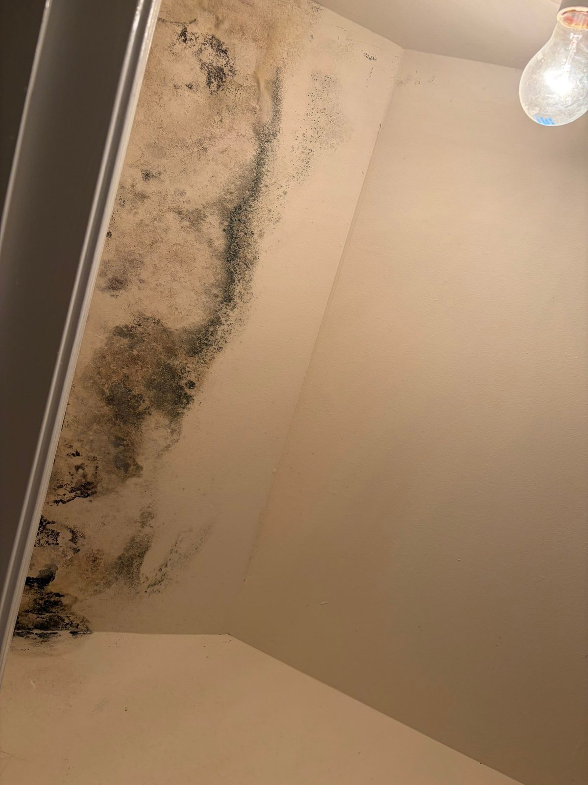 Mold growth on a painted wall and ceiling corner on a documented project in Vienna, VA