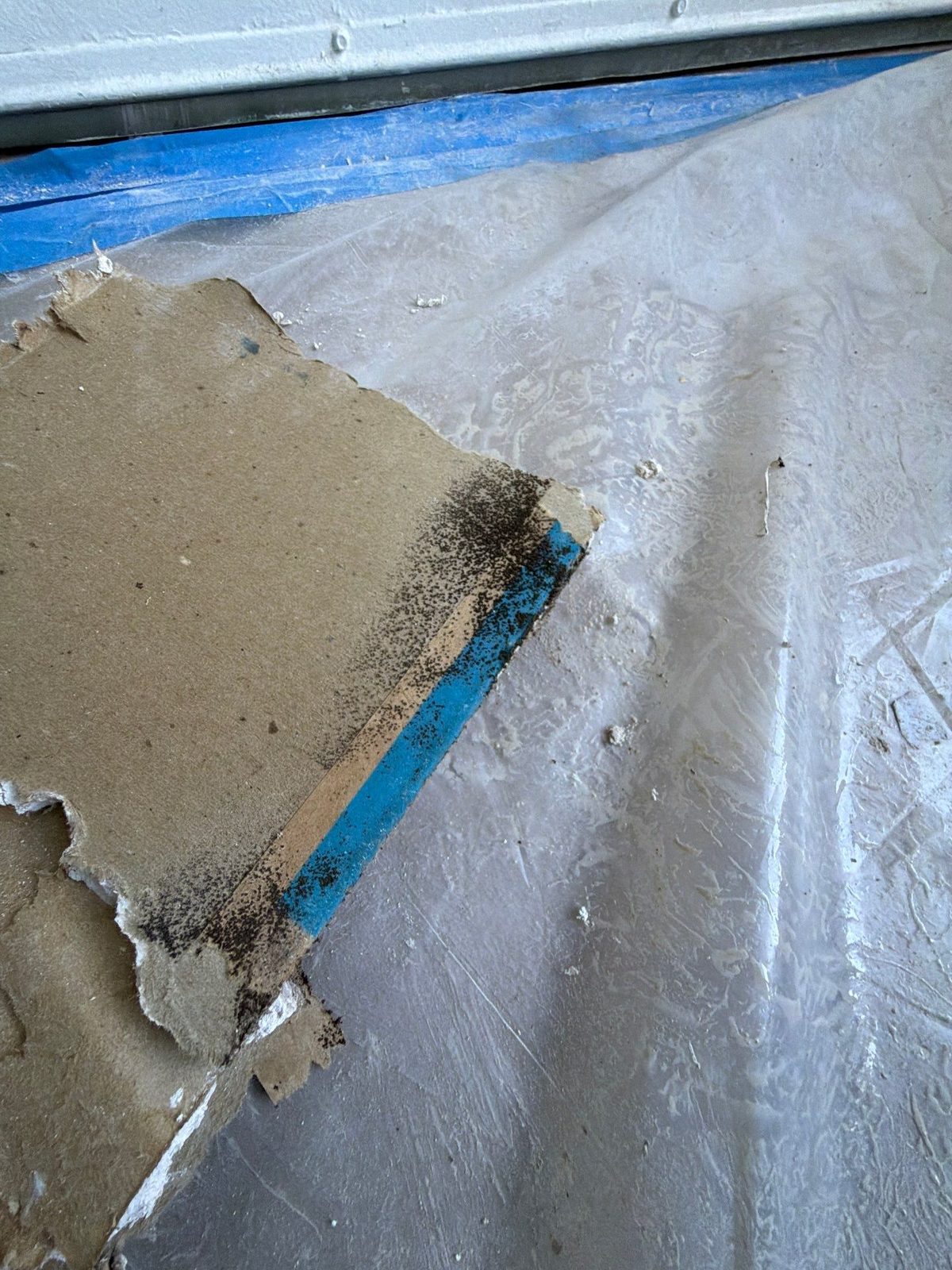 Dark mold growth along the edge of a torn drywall piece lying on plastic sheeting, McLean, VA, September 2026